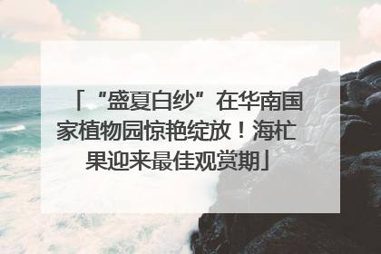“盛夏白纱”在华南国家植物园惊艳绽放！海杧果迎来最佳观赏期
