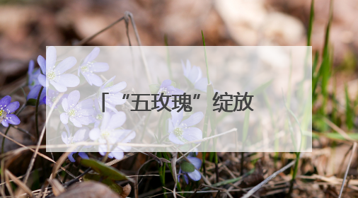“五玫瑰”绽放 新城小学混编少年足球队勇夺四强