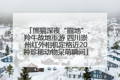 熊猫深夜“圈地”、羚牛故地重游 四川崇州红外相机定格近20种珍稀动物呆萌瞬间