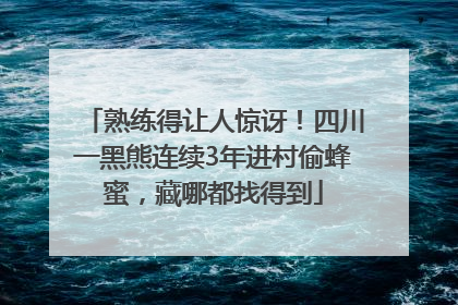 熟练得让人惊讶！四川一黑熊连续3年进村偷蜂蜜，藏哪都找得到