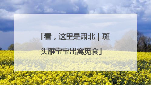 看，这里是肃北｜斑头雁宝宝出窝觅食