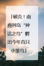 破壳！南麂列岛“神话之鸟”孵出今年首只小雏鸟