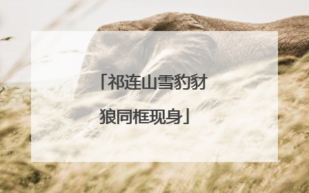 祁连山雪豹豺狼同框现身