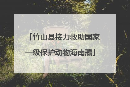 竹山县接力救助国家一级保护动物海南鳽
