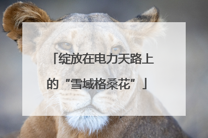 绽放在电力天路上的“雪域格桑花”