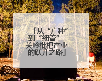 从“广种”到“细管” 关岭枇杷产业的跃升之路