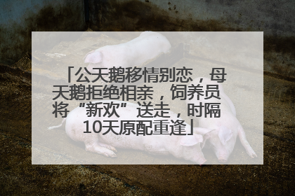 公天鹅移情别恋，母天鹅拒绝相亲，饲养员将“新欢”送走，时隔10天原配重逢