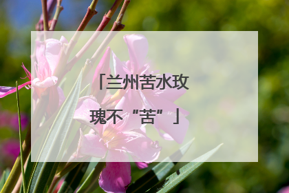 兰州苦水玫瑰不“苦”