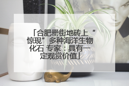 合肥罍街地砖上“惊现”多种海洋生物化石 专家：具有一定观赏价值