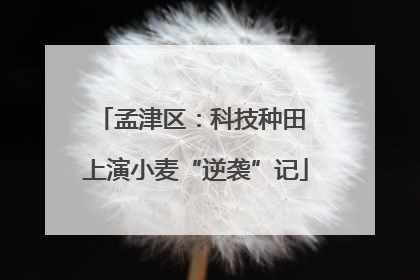 孟津区：科技种田 上演小麦“逆袭”记