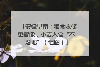安徽阜南：粮食收储更智能，小麦入仓“不落地”（组图）