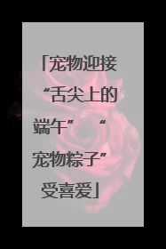 宠物迎接“舌尖上的端午” “宠物粽子”受喜爱