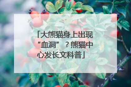 大熊猫身上出现“血洞”？熊猫中心发长文科普