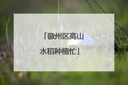 徽州区高山水稻种植忙
