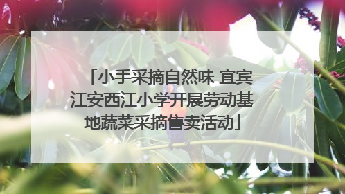 小手采摘自然味 宜宾江安西江小学开展劳动基地蔬菜采摘售卖活动