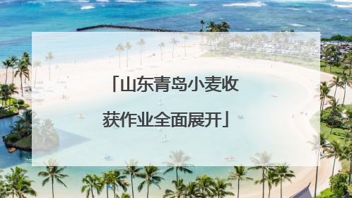山东青岛小麦收获作业全面展开