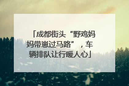 成都街头“野鸡妈妈带崽过马路”，车辆排队让行暖人心