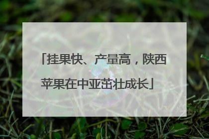 挂果快、产量高，陕西苹果在中亚茁壮成长