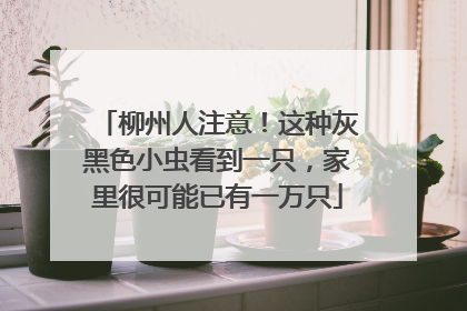 柳州人注意！这种灰黑色小虫看到一只，家里很可能已有一万只