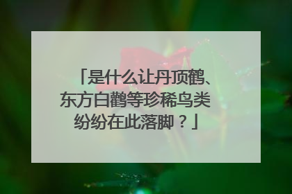 是什么让丹顶鹤、东方白鹳等珍稀鸟类纷纷在此落脚？