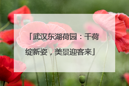 武汉东湖荷园：千荷绽新姿，美景迎客来