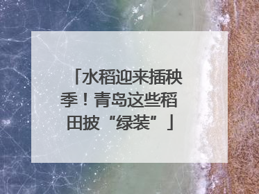 水稻迎来插秧季！青岛这些稻田披“绿装”