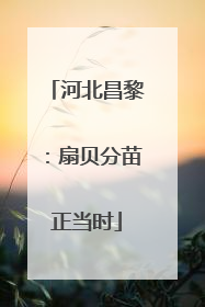 河北昌黎：扇贝分苗正当时