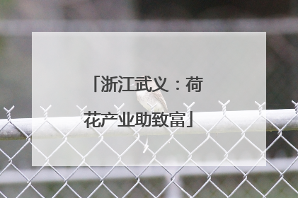 浙江武义：荷花产业助致富