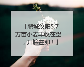 肥城汶阳5.7万亩小麦丰收在望，开镰在即！