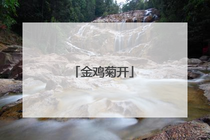 金鸡菊开